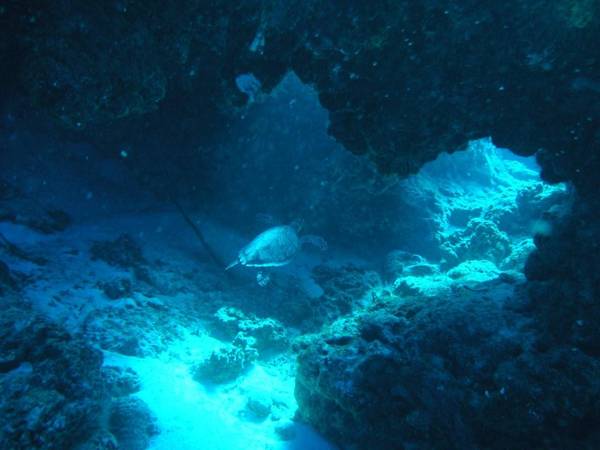 Tutle Swim Through