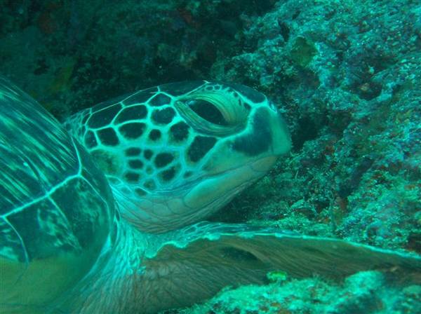 Turtle's eyes