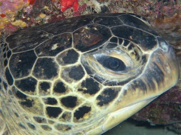 turtle head