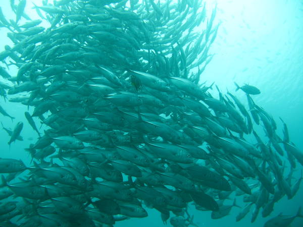 school of jacks