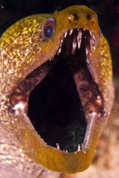 underlated  moray