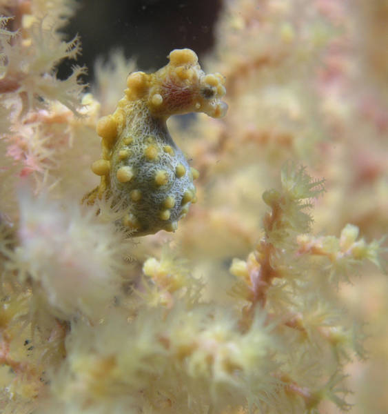 Yellow bargibanti at 100 ft in Lembeh, Indonesia
