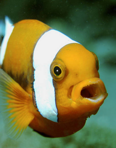 yellow clownfish