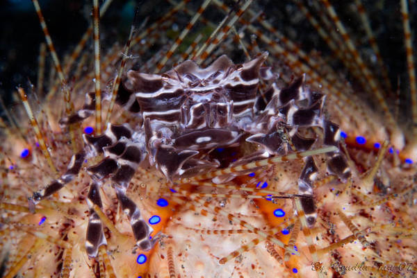 Zebra crab