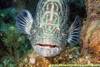 -MG_4026_Black_Grouper_BIBR_07.jpg