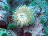 01_-_Northern_Red_Anemone.jpg