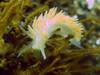 02_-_Salmon_Gilled_Nudibranch.jpg