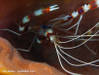 070923_-_Banded_Coral_Shrimp_-_Bat_Cave_2.jpg