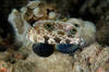 2_spot_goby_2_edit.jpg