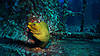 Beautiful-Green-eel.jpg