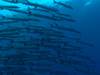 Blackfin_Barracudas.JPG