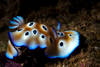 Chromodoris_edit.jpg