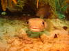 Curacao_Porcupinefish.jpg