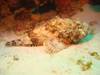 Curacao_Spotted_Scorpionfish.jpg