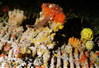 FH000019.jpg