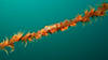 Goby_on_Whip2.jpg