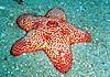 HPIM0206_Striking_Sea_Star.JPG