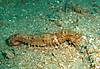 HPIM0209_Thorny_seahorse.JPG