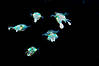 HPIM0276_Reef_squids2.jpg