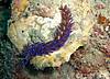 HPIM0417_Blue_dragon_nudi.JPG