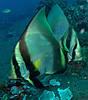 HPIM0609_Golden_Spadefish.JPG