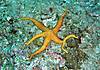 HPIM0839_Pauciform_Sea_Star_with_7_arms.JPG