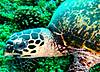 Hawksbill_turtle_scubamag.JPG