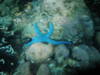 Honda_bay_Underwater_019.jpg