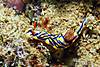 Hypselodoris_nigrostriata.jpg