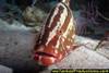 IMG_3046_Nassua_Grouper_up_close_W_Caicos_T_C_AII_07.jpg