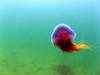 Jellyfish2.jpg