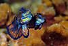 Lembeh_Couple_Mandarin_F.jpg