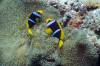 MG_0175_2_Two_Strip_Anemone_fish_MY_WBR_2012.jpg