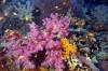 MG_0224_Pink_soft_coral_Black_Magic_Mt_WBR_2012.jpg