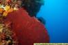 MG_4620_Red_Sea_Fan_Beqa_Lagiin_Fiji_07.jpg