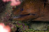 MG_5019_Moray_Eel_FAIII_07.jpg