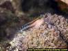 MG_5033_Goby_on_Coral_FAIII_07.jpg