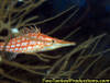 MG_5110_Hawkfish_in_Soft_Coral_FAIII_07.jpg