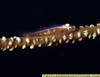 MG_5292_Whipcoral_Goby_close_up_FAIII_Fiji_07.jpg