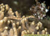 MG_5322_Pipefish_E6_FA_III_Fiji_07.jpg
