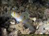 MG_5501_Sailfin_Prawn_Goby_Bligh_Water_Fiji.jpg