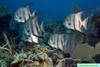 MG_7524_Spadefish_Barracuda_Shoels_5-07.jpg