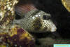 MG_7579_Smootrh_Trunkfish_AC_5-07_Barracuda.jpg