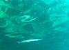 Needlefish_reflection.JPG