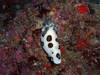 Nudibranch2.JPG