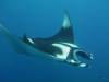 P1000699_Manta.jpg