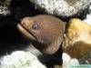 P1010052-52_Golden_Moray_eel.jpg