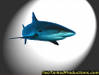 P5100012-Genaric_Shark_cut_out_AC_05.jpg