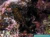 P5210460_Leopard_Flatworm_AC_2006.jpg