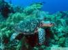 P8220520_Turtle_Herbies_Place_BIBR_8-05.jpg